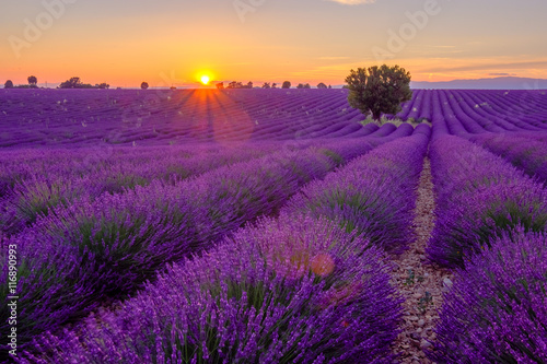 Tree in lavender field at sunset in Provence  France
