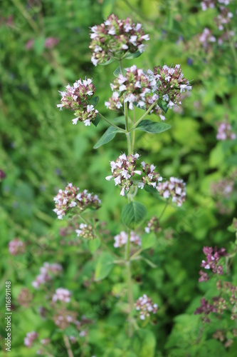 Oregano (Origanum vulgare) - perennial herbaceous plants, medicinal, ornamental and spice 