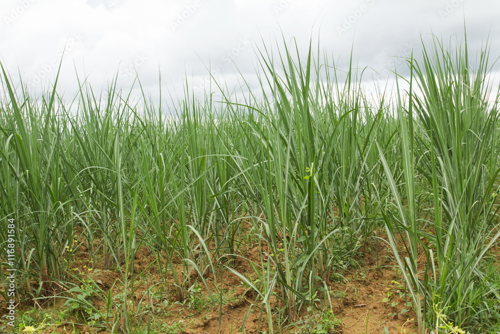 Feld mit Zuckerrohr Feld mit Zuckerrohr
