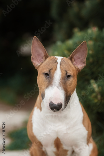 Fototapeta Naklejka Na Ścianę i Meble -  Close Up Pet red Bullterrier Dog Portrait Indoor On nature Background