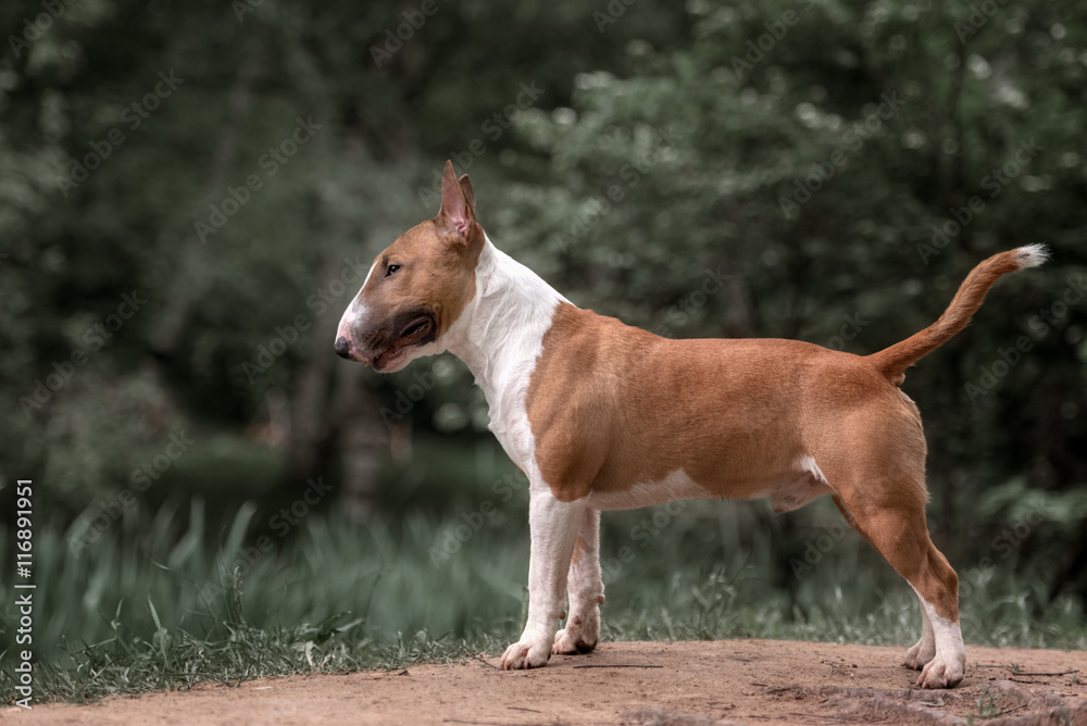 Close Up Pet red Bullterrier Dog Portrait Indoor On nature Background