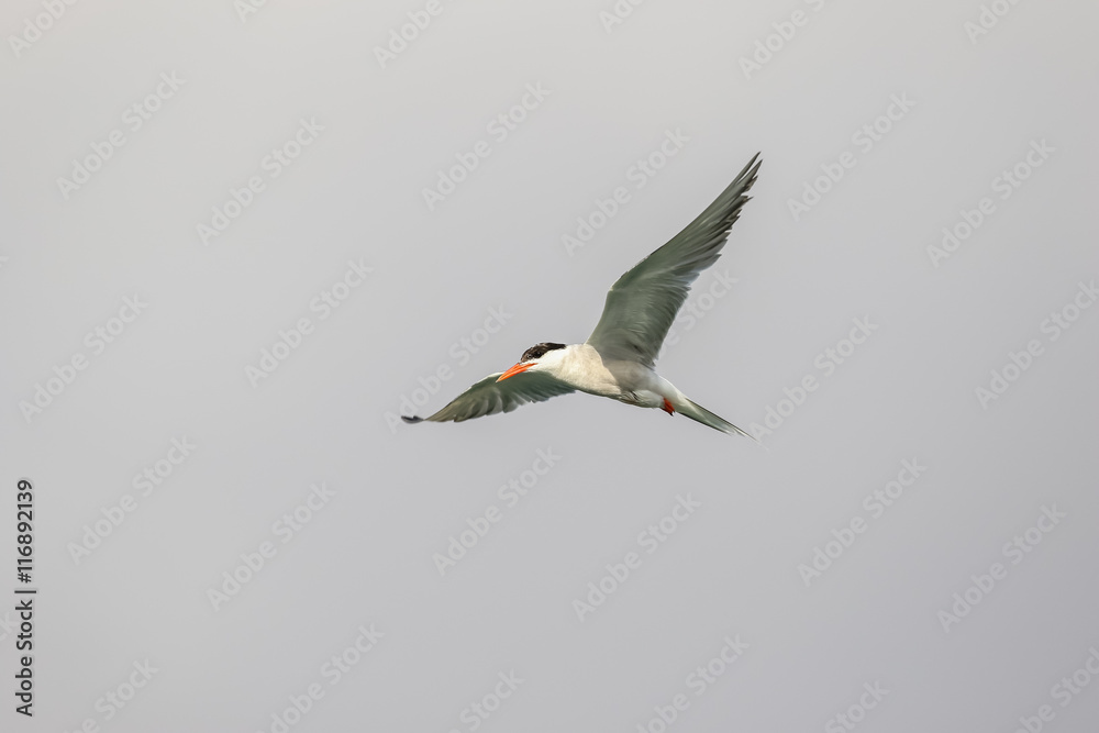 Fototapeta premium Common Tern in flight