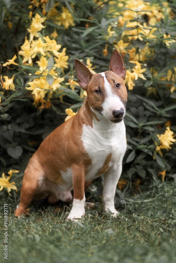 Close Up Pet red Bullterrier Dog Portrait Indoor On nature Background Close Up Pet red Bullterrier Dog Portrait Indoor On nature Background