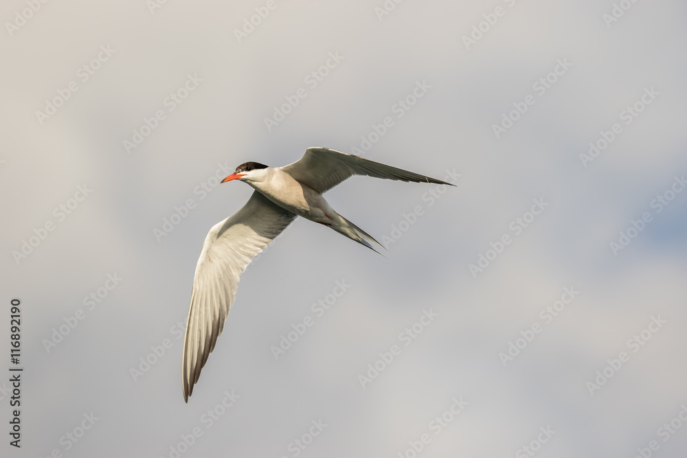 Obraz premium Common Tern in flight