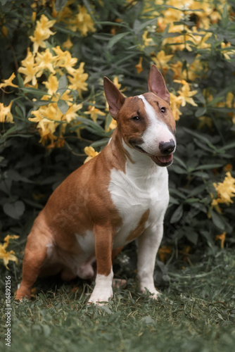Fototapeta Naklejka Na Ścianę i Meble -  Close Up Pet red Bullterrier Dog Portrait Indoor On nature Background