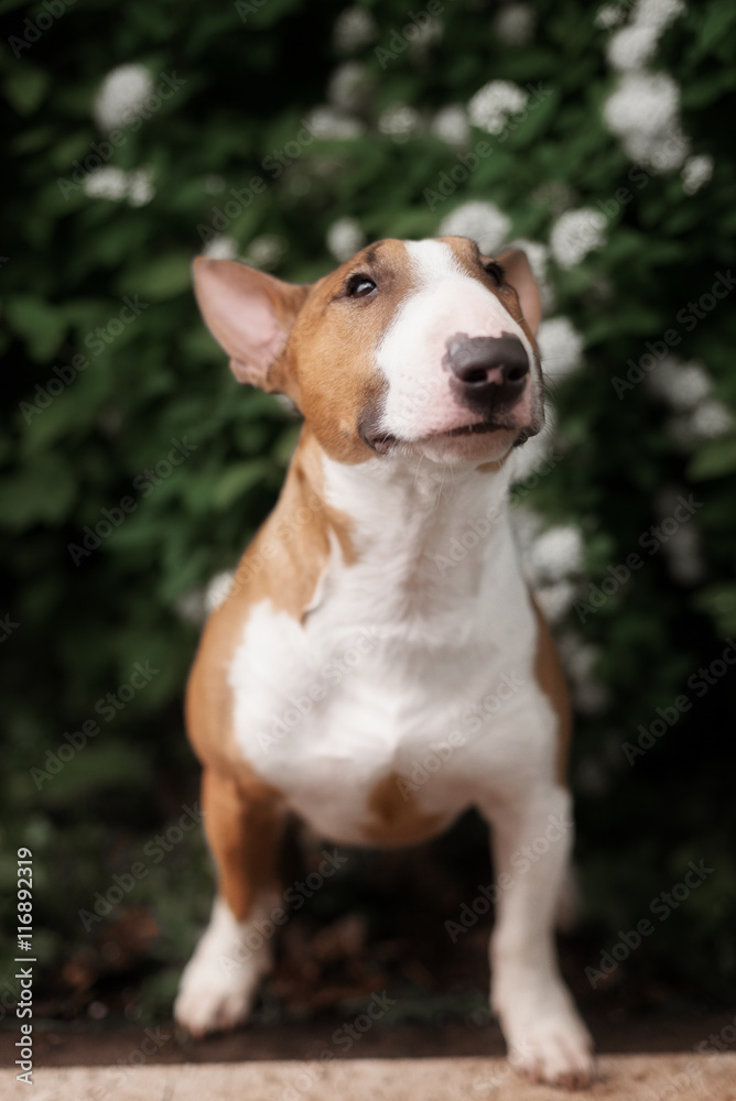 Close Up Pet red Bullterrier Dog Portrait Indoor On nature Background Close Up Pet red Bullterrier Dog Portrait Indoor On nature Background