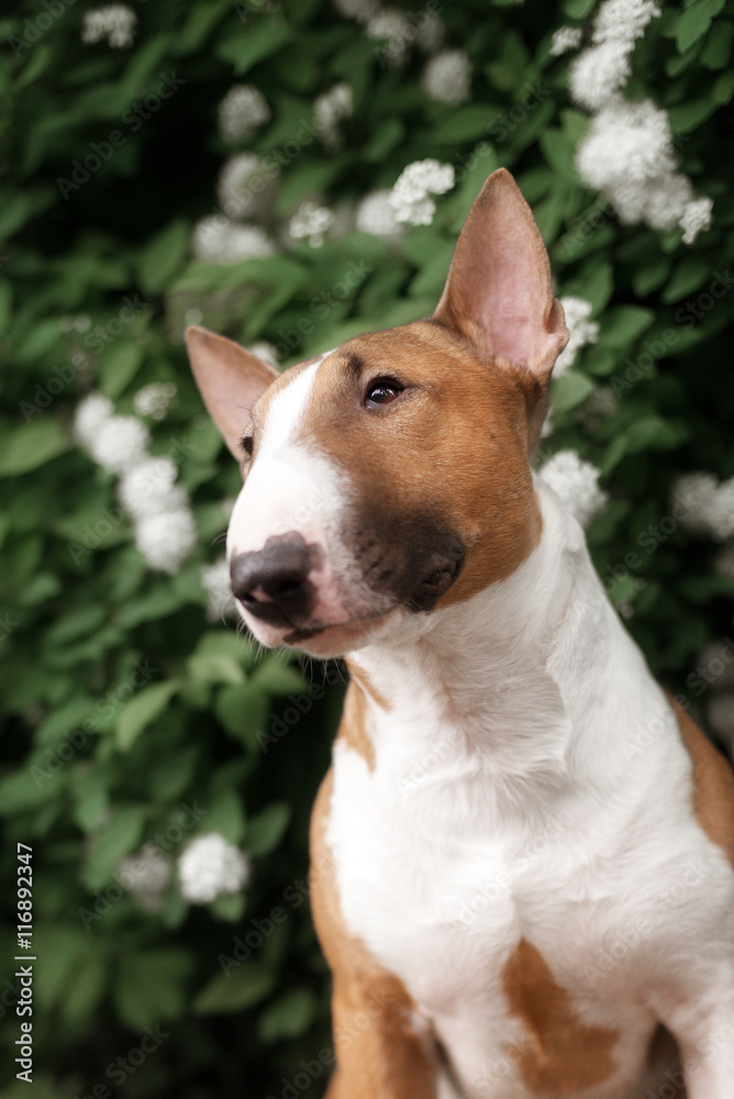 Close Up Pet red Bullterrier Dog Portrait Indoor On nature Background