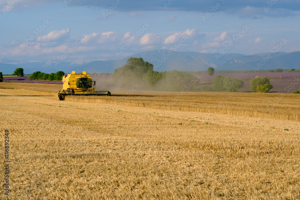Fototapeta premium Harvester gathers the wheat crop in a field