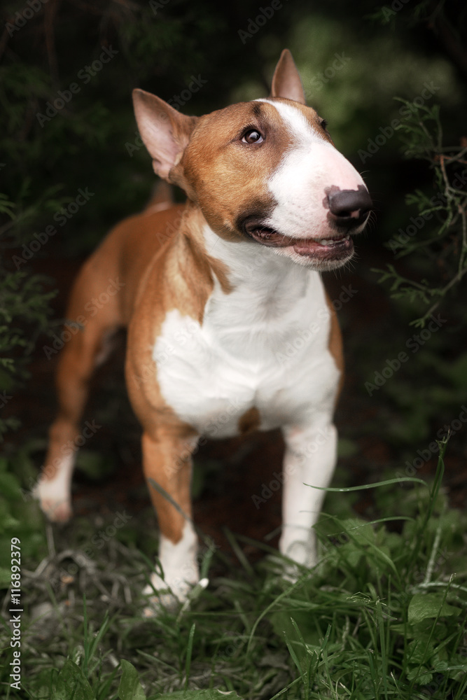 Close Up Pet red Bullterrier Dog Portrait Indoor On nature Background