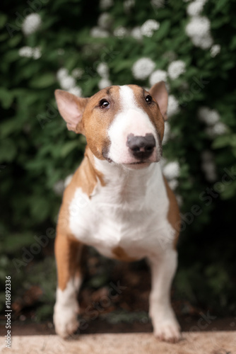 Close Up Pet red Bullterrier Dog Portrait Indoor On nature Background © brusnikaphoto