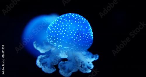 Jellyfish swimming in dark waters lit from top by blue light