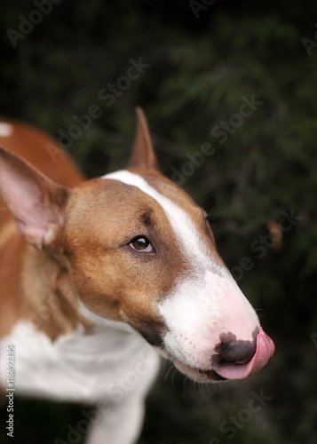 Close Up Pet red Bullterrier Dog Portrait Indoor On nature Background © brusnikaphoto