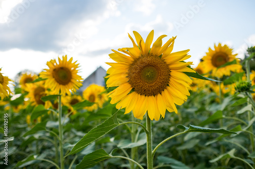 Sonnenblumen auf dem Sonnenblumenfeld