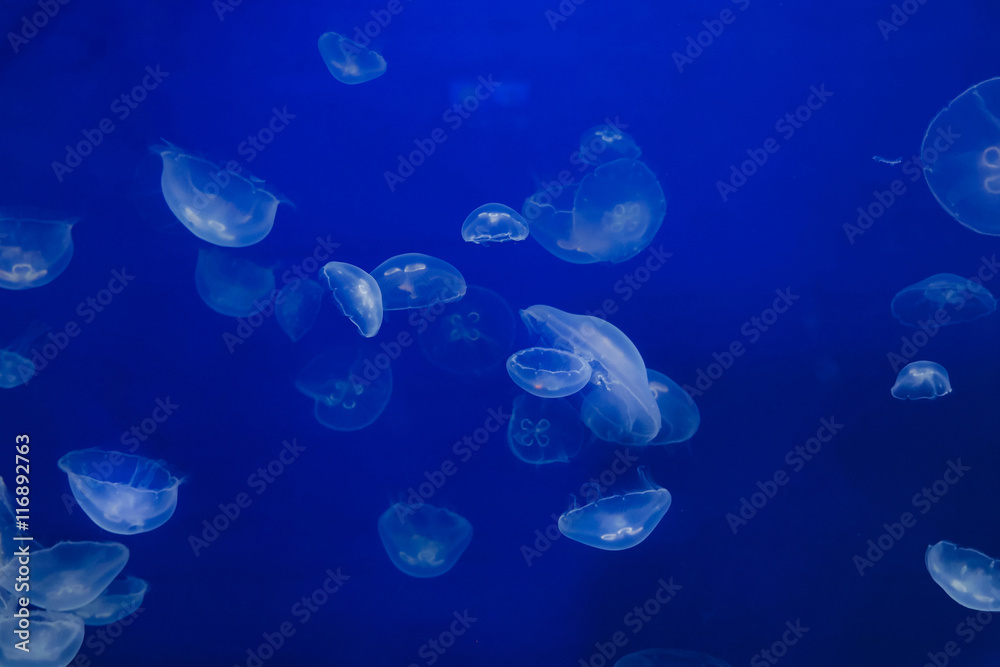 Fototapeta premium 浮遊するミズクラゲ