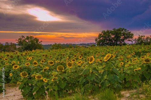 Paesaggio marchigiano con un campo di girasoli al tramonto