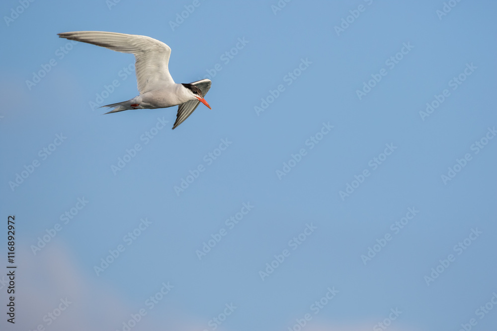 Common Tern flying