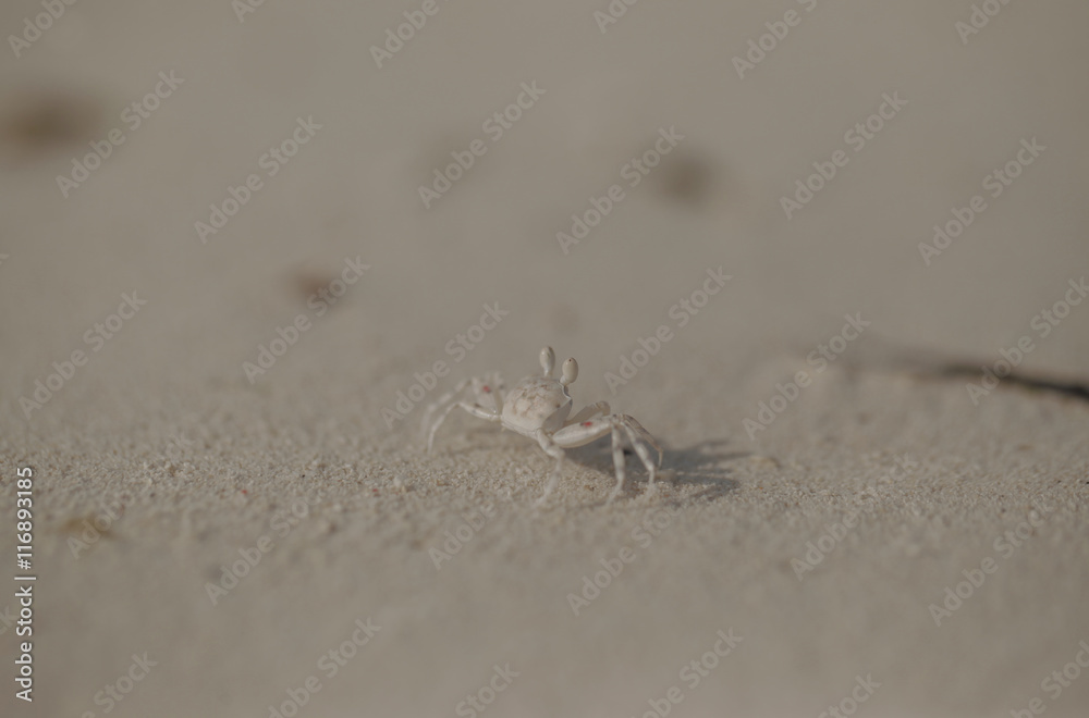 krab na plaży