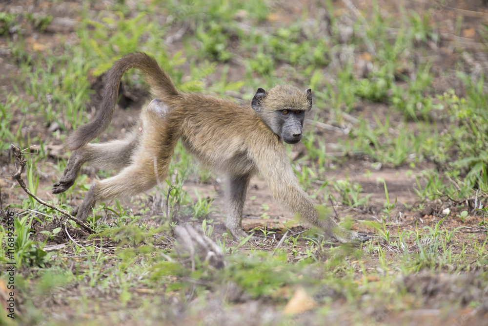 Baboon forage for food in early morning sunshine Baboon forage for food in early morning sunshine