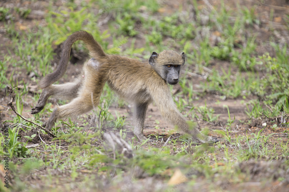 Baboon forage for food in early morning sunshine