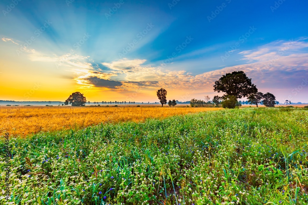 Summer morning landscape on buckwheat field with weeds Summer morning landscape on buckwheat field with weeds