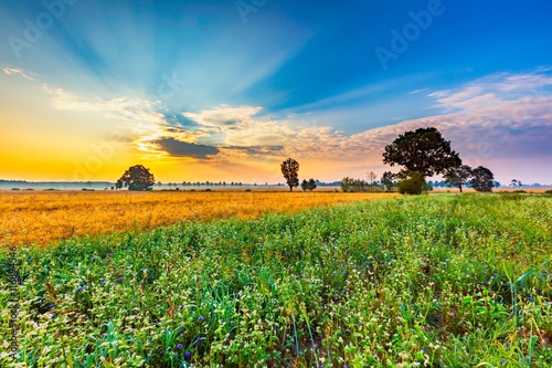 Summer morning landscape on buckwheat field with weeds