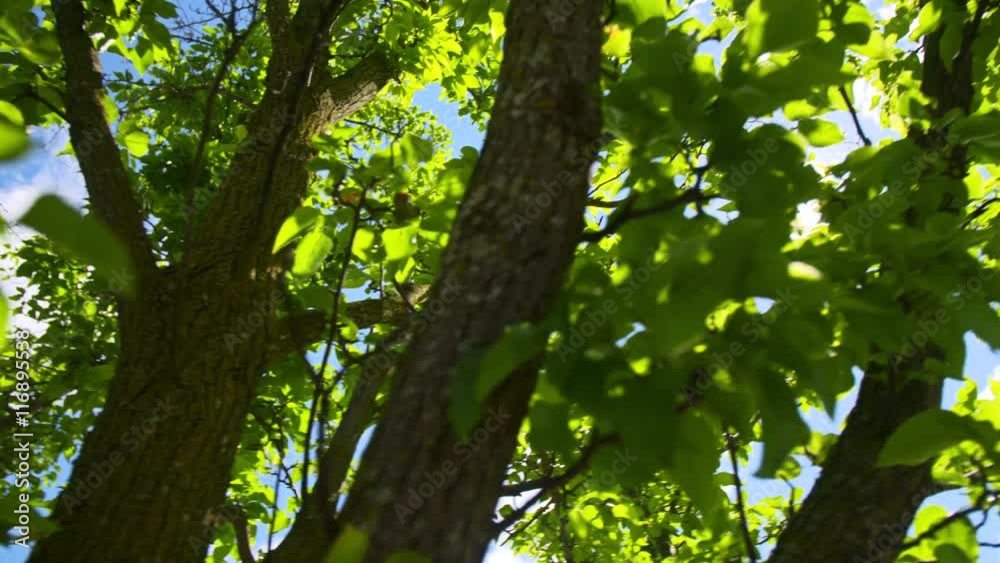 Sun Flare Through Trees Pan Right Slow. camera pans right looking up into the trees and leaves with sun flare blasting through the trees
Sun Flare Through Trees Pan Right Slow. camera pans right looking up into the trees and leaves with sun flare blasting through the trees