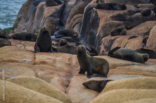 lobos Marinhos photo