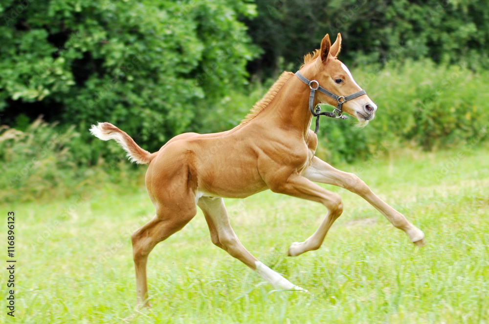 The little foal in the meadow. The little foal in the meadow.