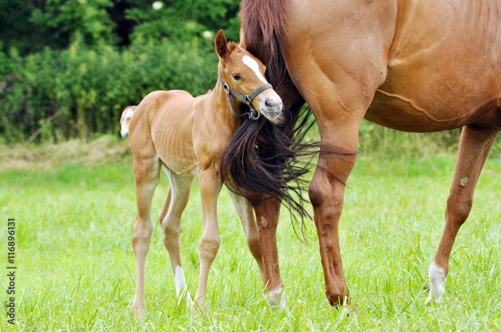 Fototapeta premium The little foal in the meadow.