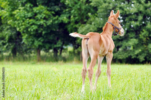Fototapeta Naklejka Na Ścianę i Meble -  The little foal in the meadow.