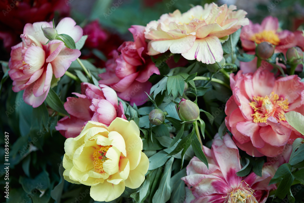Colorful peony flowers bunch with leaves