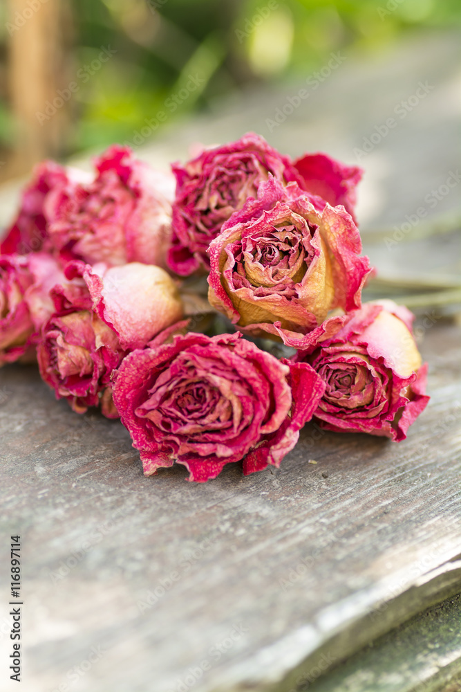 Dry coral roses on a wooden bench Dry coral roses on a wooden bench