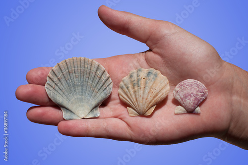 Seashells in hand