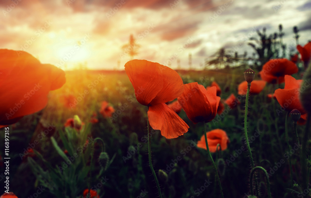 Fototapeta premium bud wild poppy flower at sunset