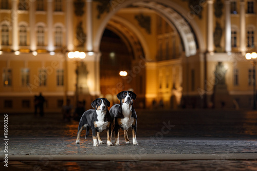 Entlebucher Mountain Dog, Sennenhund walks on a night photo