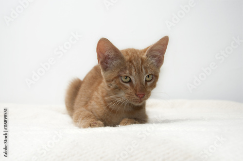 Small yellow kitten isolated on white background