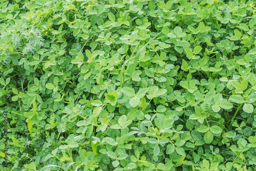 green clover leaves with dew background