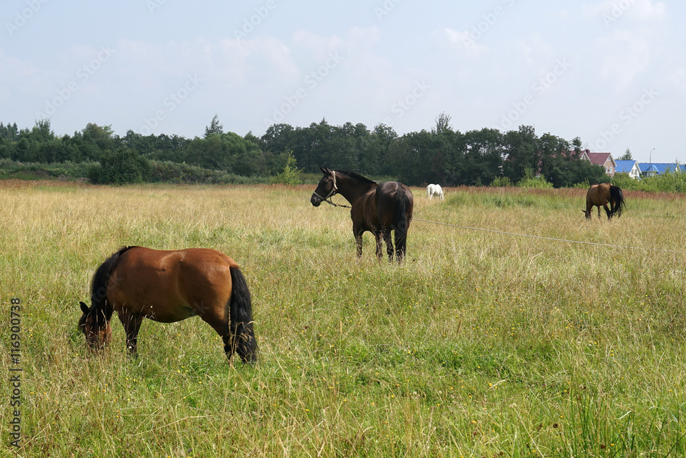Fototapeta premium horse pasture