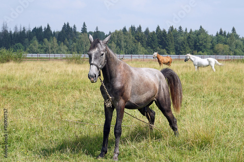 horse pasture