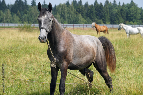 horse pasture