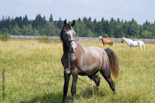 horse pasture