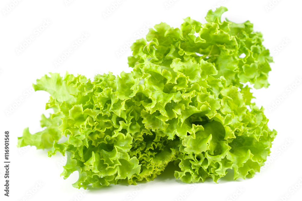 Lettuce isolated on white background Lettuce isolated on white background