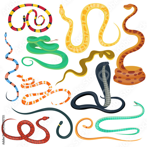 Vector flat snakes collection