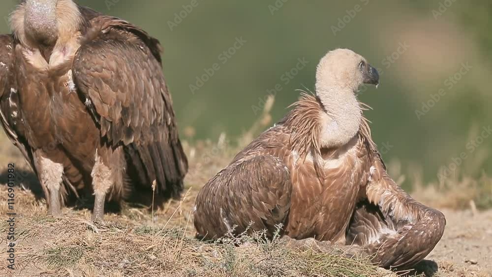 Griffon vulture, Gyps fulvus, Group of birds on floor, Spain, July 2016 Griffon vulture, Gyps fulvus, Group of birds on floor, Spain, July 2016