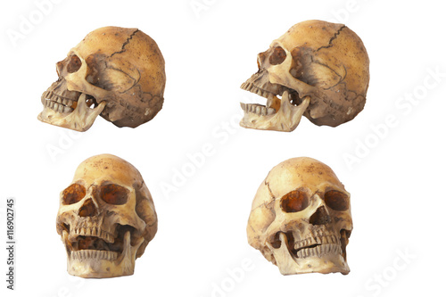 Stock Photo:.Skull model set on isolated white background