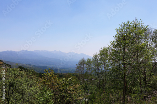 長野県の新緑の森