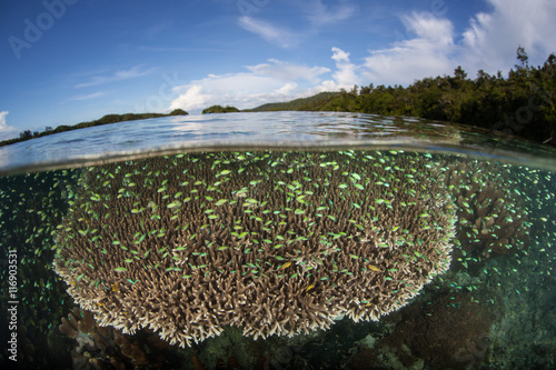 Reef Fish Schooling Above Coral in Shallows photo