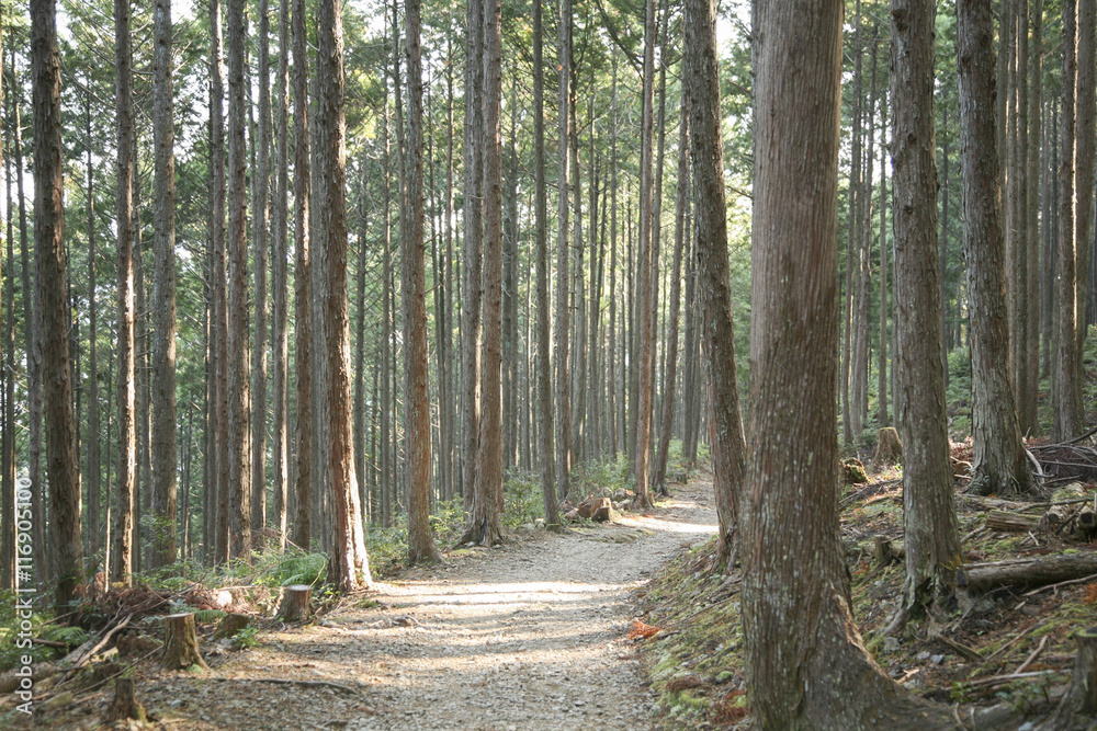 Obraz premium An image of Kumano Kodo, a sacred trail and World Heritage site