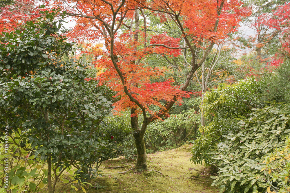 Fototapeta premium Autumn in Japan