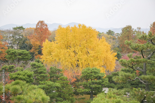 Fototapeta Naklejka Na Ścianę i Meble -  Autumn in Japan